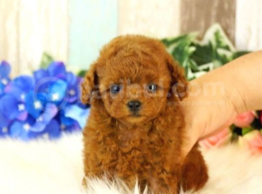 Red Brown Toy Poodle Yavrularimiz görsel