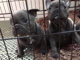 2 Aylık Erkek French Bulldog Blue