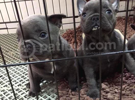 2 Aylık Erkek French Bulldog Blue görsel