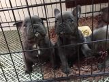2 Aylık Erkek French Bulldog Blue