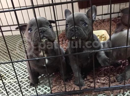 2 Aylık Erkek French Bulldog Blue görsel