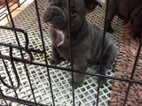 2 Aylık Erkek French Bulldog Blue