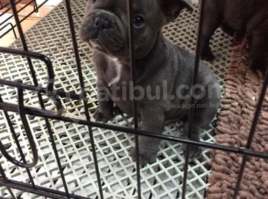 2 Aylık Erkek French Bulldog Blue görsel