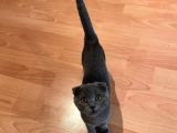 Safkan Scottish Fold Dişi