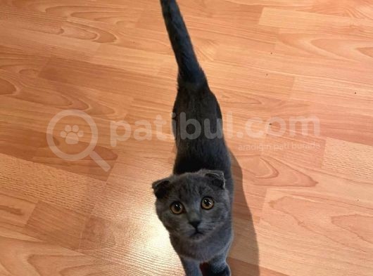Safkan Scottish Fold Dişi görsel