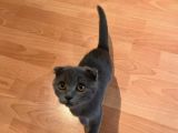 Safkan Scottish Fold Dişi
