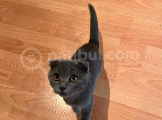 Safkan Scottish Fold Dişi görsel