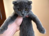 Safkan Scottish Fold Dişi