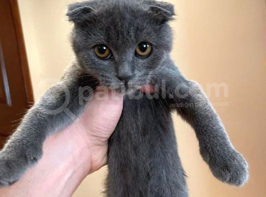 Safkan Scottish Fold Dişi görsel