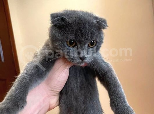 Safkan Scottish Fold Dişi görsel