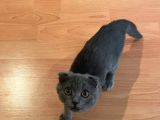 Safkan Scottish Fold Dişi