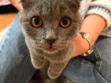 Safkan Scottish Fold Dişi