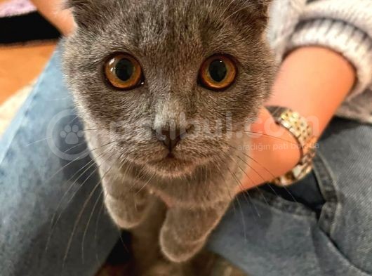 Safkan Scottish Fold Dişi görsel
