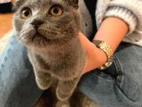 Safkan Scottish Fold Dişi