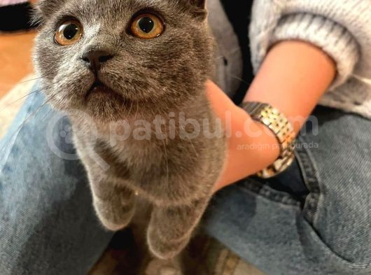 Safkan Scottish Fold Dişi