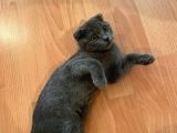 Safkan Scottish Fold Dişi