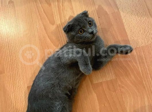 Safkan Scottish Fold Dişi görsel