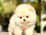 Safkan Pomeranian Boo Yavrularımız