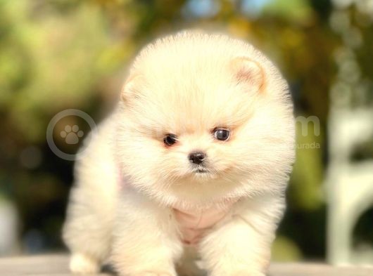 Safkan Pomeranian Boo Yavrularımız görsel
