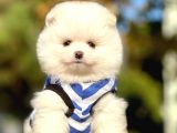 Safkan Pomeranian Boo Yavrularımız