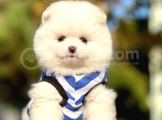 Safkan Pomeranian Boo Yavrularımız görsel