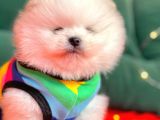 Safkan Pomeranian Boo Yavrularımız