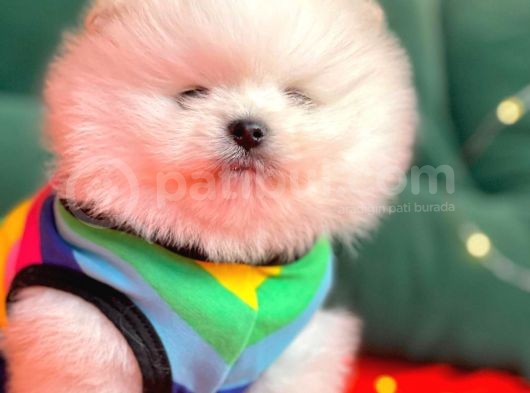 Safkan Pomeranian Boo Yavrularımız