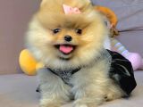 Safkan Pomeranian Boo Yavrularımız
