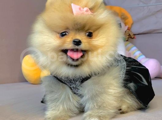 Safkan Pomeranian Boo Yavrularımız görsel