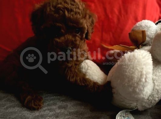 Safkan Toy Poodle Yavrularımız görsel