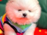 Safkan Pomeranian Boo Yavrularımız