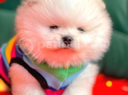 Safkan Pomeranian Boo Yavrularımız görsel