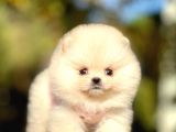Safkan Pomeranian Boo Yavrularımız