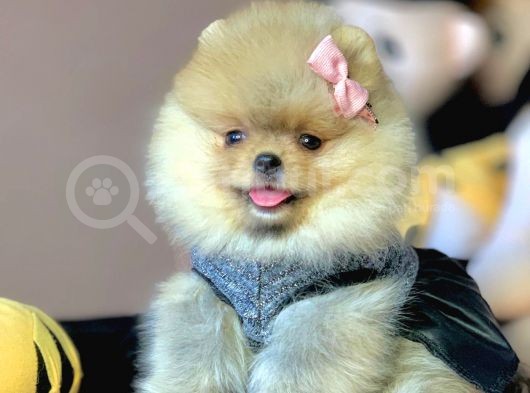 Safkan Pomeranian Boo Yavrularımız görsel