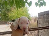 A Kali̇te Dogo Argenti̇no Yavruları