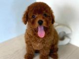 Safkan Red Brown Toy Poodle Yavrularimiz