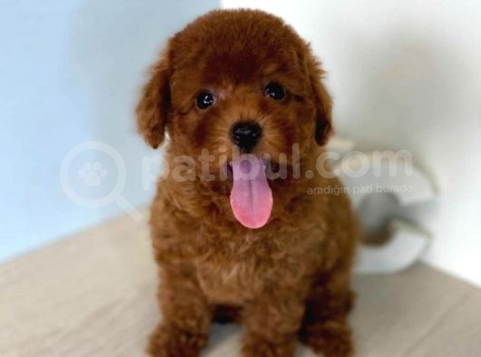 Safkan Red Brown Toy Poodle Yavrularimiz
