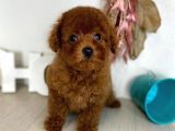 Safkan Red Brown Toy Poodle Yavrularimiz