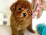 Safkan Red Brown Toy Poodle Yavrularimiz
