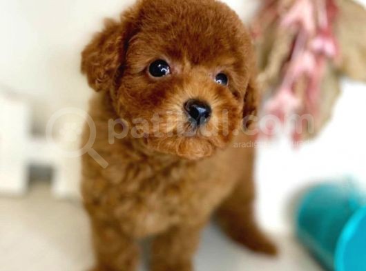 Safkan Red Brown Toy Poodle Yavrularimiz görsel