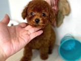 Safkan Red Brown Toy Poodle Yavrularimiz