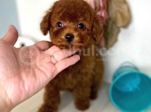 Safkan Red Brown Toy Poodle Yavrularimiz görsel