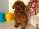Red Brown Toy Poodle Yavrularimiz