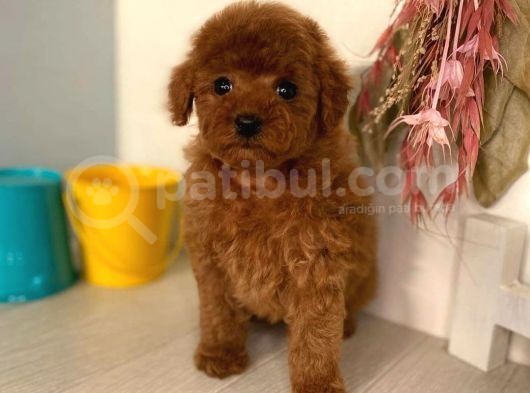 Red Brown Toy Poodle Yavrularimiz görsel
