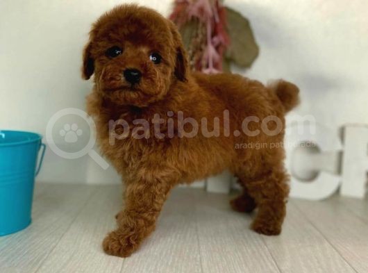 Red Brown Toy Poodle Yavrularimiz görsel