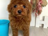 Red Brown Toy Poodle Yavrularimiz