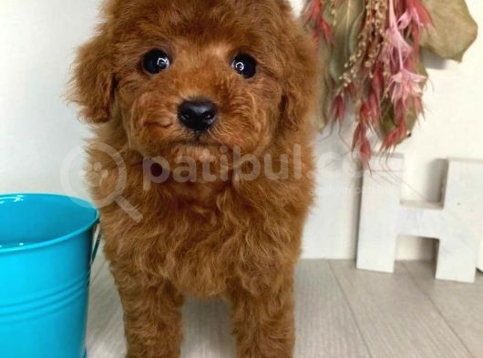 Red Brown Toy Poodle Yavrularimiz görsel