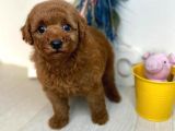 Red Brown Toy Poodle Yavrularimiz