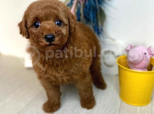 Red Brown Toy Poodle Yavrularimiz
