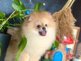 8 Aylik Erkek Ayi Surat Pomeranian Boo